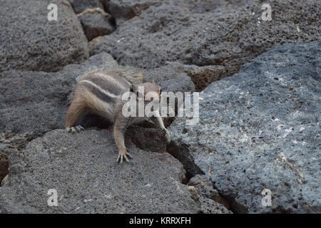 Atlas-Eichhörnchen nordafrikanischen Borsten Eichhörnchen Eichhörnchen Stockfoto