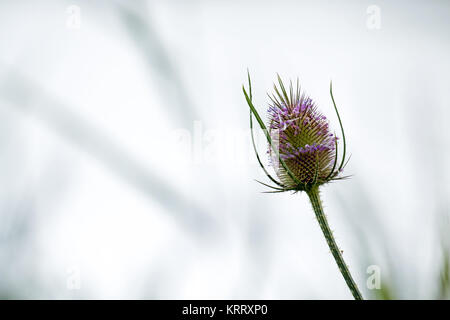 Karde Blume Platz kopieren Stockfoto