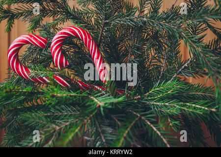 Roten Zuckerstangen auf einem natürlichen Weihnachtsbaum Stockfoto