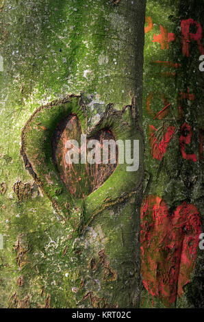 Herz im Baumstamm Stockfoto