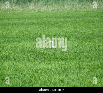 Kopf Heron unter das Dickicht der Reis. Wasservögel im Gras Stockfoto