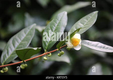 Blühende Teepflanze (Camellia sinensis) Stockfoto