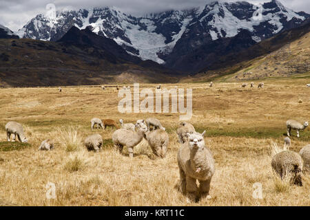 Herde von Alpakas weiden auf den Wiesen und Weiden mit Gletscher der Apu Ausangate hinter Ihnen Stockfoto