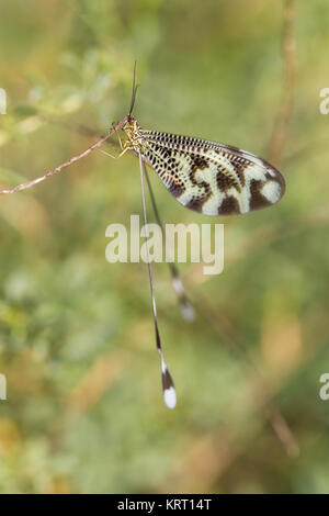 Nemoptera coa ist ein Zugweg Gattung von Insekten aus der Familie oder Nemopteridae spoonwings. Stockfoto