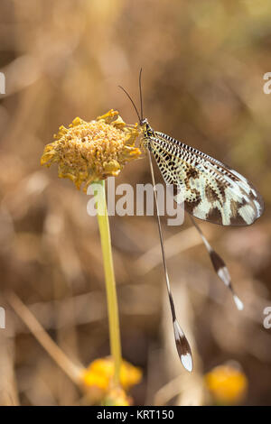 Nemoptera coa ist ein Zugweg Gattung von Insekten aus der Familie oder Nemopteridae spoonwings. Stockfoto