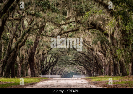Unbefestigte Straße durch Live Oak Tree Tunnel mit dicken Spanisches Moos Stockfoto