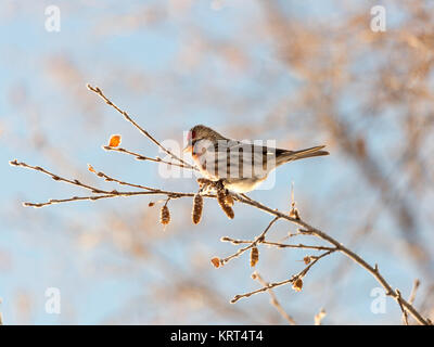 Common Redpoll Sitzen auf einer Birke Zweig Stockfoto