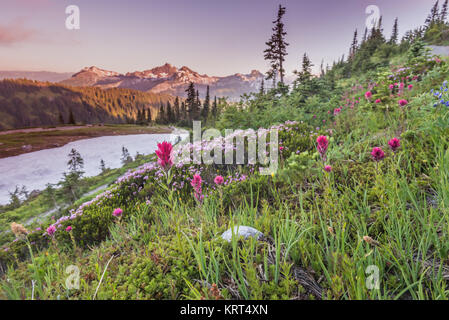 Frühen Sonnenuntergang über alpine Wiese Pinsel und Wildblumen Stockfoto