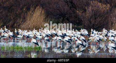 Um befestigt werden, viele Vögel, darunter die Störche, machen große Ansammlungen von Menschen in der Mitte des Seen oder Sumpfgebieten. Stockfoto