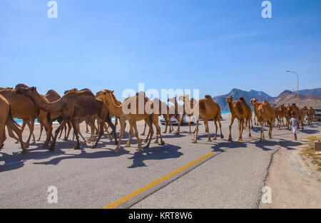 Al Mughsayl, Oman - Januar 10: Kamele getrieben zu Weiden, begleitet von ihrem Besitzer im LKW. 10. Januar 2016. Stockfoto