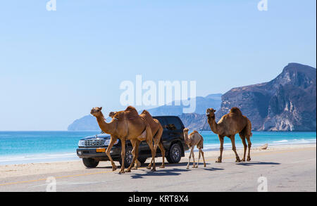 Al Mughsayl, Oman - Januar 10: Kamele getrieben zu Weiden, begleitet von ihrem Besitzer im LKW. 10. Januar 2016. Stockfoto