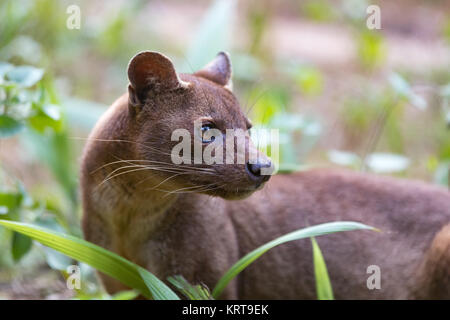 Fleisch fressende SÄUGETIER Fossa (Cryptoprocta ferox) Stockfoto