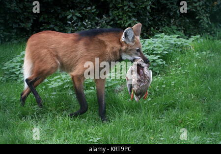 Südamerikanische Mähnenwolf (Chrysocyon Brachyurus) mit Beute in seinem Kiefer Stockfoto