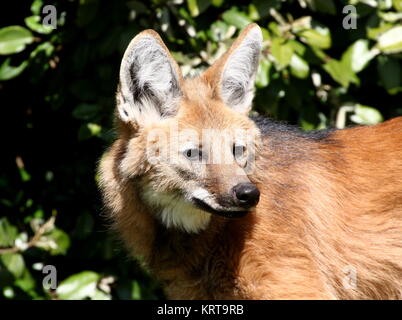 Wachsamen südamerikanische Mähnenwolf (Chrysocyon Brachyurus) auf der Pirsch Stockfoto