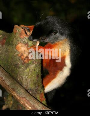Prevost die Eichhörnchen (Callosciurus prevostii) alias Asiatischen tri farbige Eichhörnchen Stockfoto