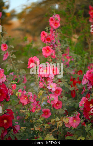 Alcea ist eine Gattung von über 60 Arten von Blütenpflanzen in der Mallow Familie Malvaceae, allgemein bekannt als die Stockrosen Stockfoto