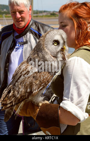 Falkner mit eine große graue Eule lateinische Name Strix Nebulosa in Wales Stockfoto