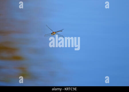 Kaiser dragonfly Lateinischer Name Anax imperator im Flug und bis in Cadiz Provinz Ancona Italien schließen Stockfoto