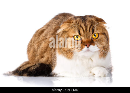 Scottish Fold Katze liegend auf weißem Hintergrund Stockfoto