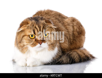 Scottish Fold Katze liegend auf weißem Hintergrund Stockfoto