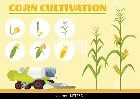 Infografiken die wachsende Mais. Entwicklungsstadien von der Saat bis zur erwachsenen Pflanze. Mähdrescher für die Maisernte im Feld. Vector Illustration Stock Vektor