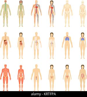 Satz von menschlichen Organen und Systemen des Körpers Vitalität und Schwangerschaft Stadien. Vector Illustration. Stock Vektor