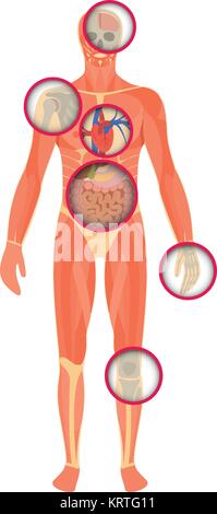 Die Struktur des menschlichen Körpers - ein Blick durch den Scanner. Anatomie der männlichen. Vector Illustration Stock Vektor