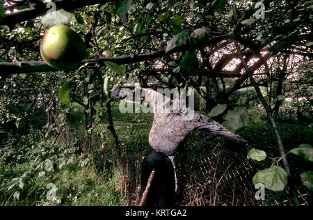 Vogelscheuchen, Wächter der Samen Stockfoto