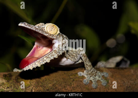 Giant Leaf-tail Gecko, Uroplatus fimbriatus Stockfoto