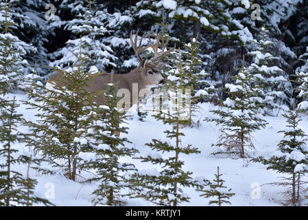 Ein Hirsch Buck (Odocoileus Hemionus), sich in dem kleinen immergrünen Bäumen mit einem frischen Schneefall in den Filialen in der Nähe von Cadomin Alberta festhalten Stockfoto