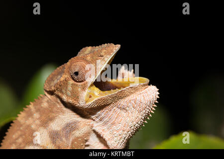 Panther chameleon (Furcifer pardalis) Stockfoto