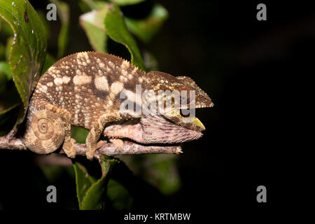 Panther chameleon (Furcifer pardalis) Stockfoto