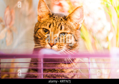 Die Katze schaut auf den Käfig mit einem Hamster Stockfoto