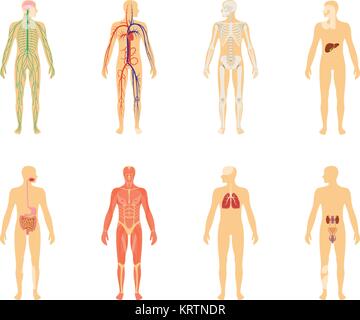Die menschliche Anatomie. Satz von Vector Illustration auf weißem Hintergrund. Menschliche Körper Struktur Skelett und Kreislauf Gefäßsystem. Stock Vektor