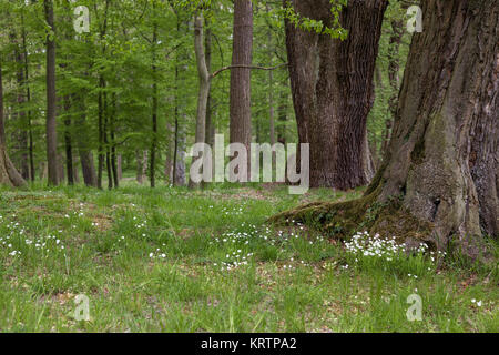 Schlosspark ballenstedt Harz Stockfoto