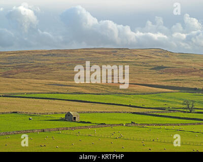 Blick von Bankhead Moor über Feld - Haus (Scheune) in Grün mit goldenen Felder Ackerland grünland von Gaythorn Plain & Orton fells Cumbria, England, Großbritannien Stockfoto