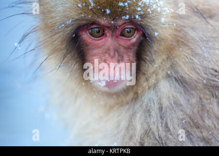 Snow Monkey Makaken Onsen Stockfoto