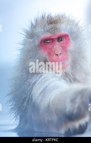 Snow Monkey Makaken Onsen Stockfoto