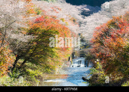 Nagoya, Obara Sakura im Herbst Stockfoto