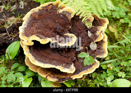 Phaeolus schweinitzii Stockfoto