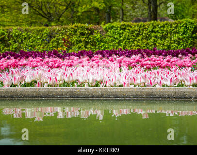 Bunte Tulpen im Keukenhof Garten, Holland Stockfoto