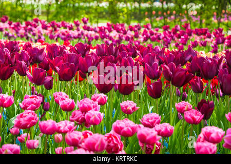 Lichtung des bunten frischen Tulpen in den Keukenhof Stockfoto