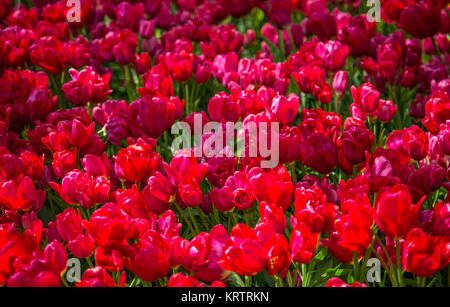 Frische rote Tulpen Glade im Keukenhof Garten, Niederlande Stockfoto