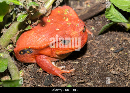 Große rote Tomate Frösche, Dyscophus antongilii Stockfoto