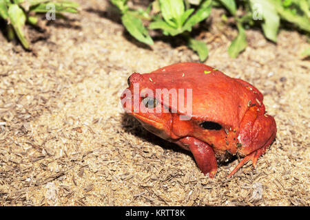 Große rote Tomate Frösche, Dyscophus antongilii Stockfoto