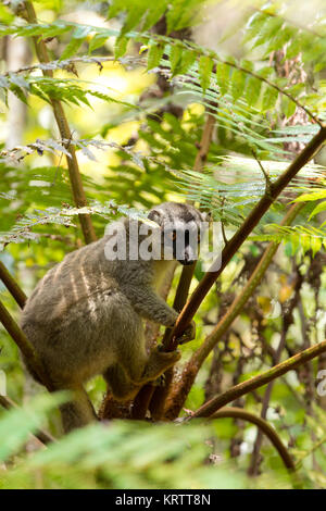 Gemeinsame braun Lemur oben im Baum Stockfoto