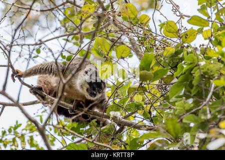 Gemeinsame braun Lemur oben im Baum Stockfoto