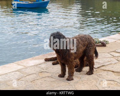 Portugiesischer Wasserhund im Hafen von Lagos an der Algarve im südlichen Portugal Stockfoto