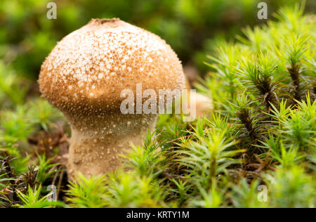 Puffball Pilz in den herbstlichen Wald (Makro) Stockfoto