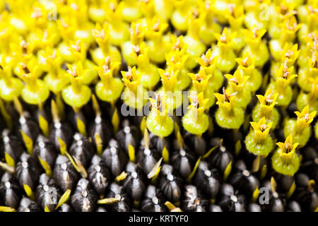 schwarze Sonnenblumenkerne Stockfoto